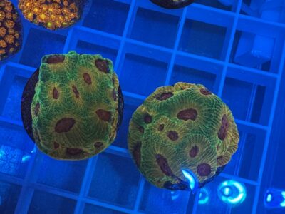Fascination favia frags