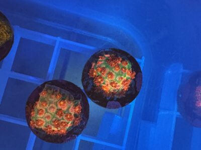 Love blossom Goniapora frag (short stem)
