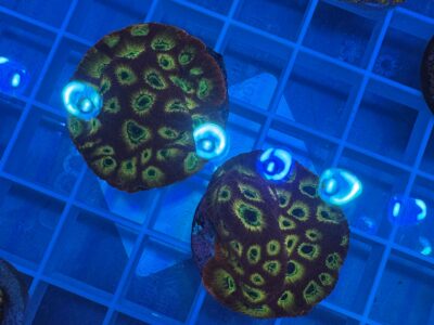 Top fuel favia frags