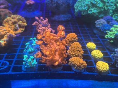 Iron man Goniapora frags