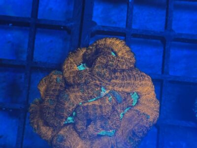 Rainbow symphyllia wilsoni