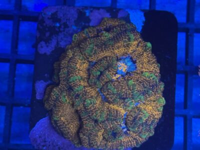 Rainbow symphyllia wilsoni