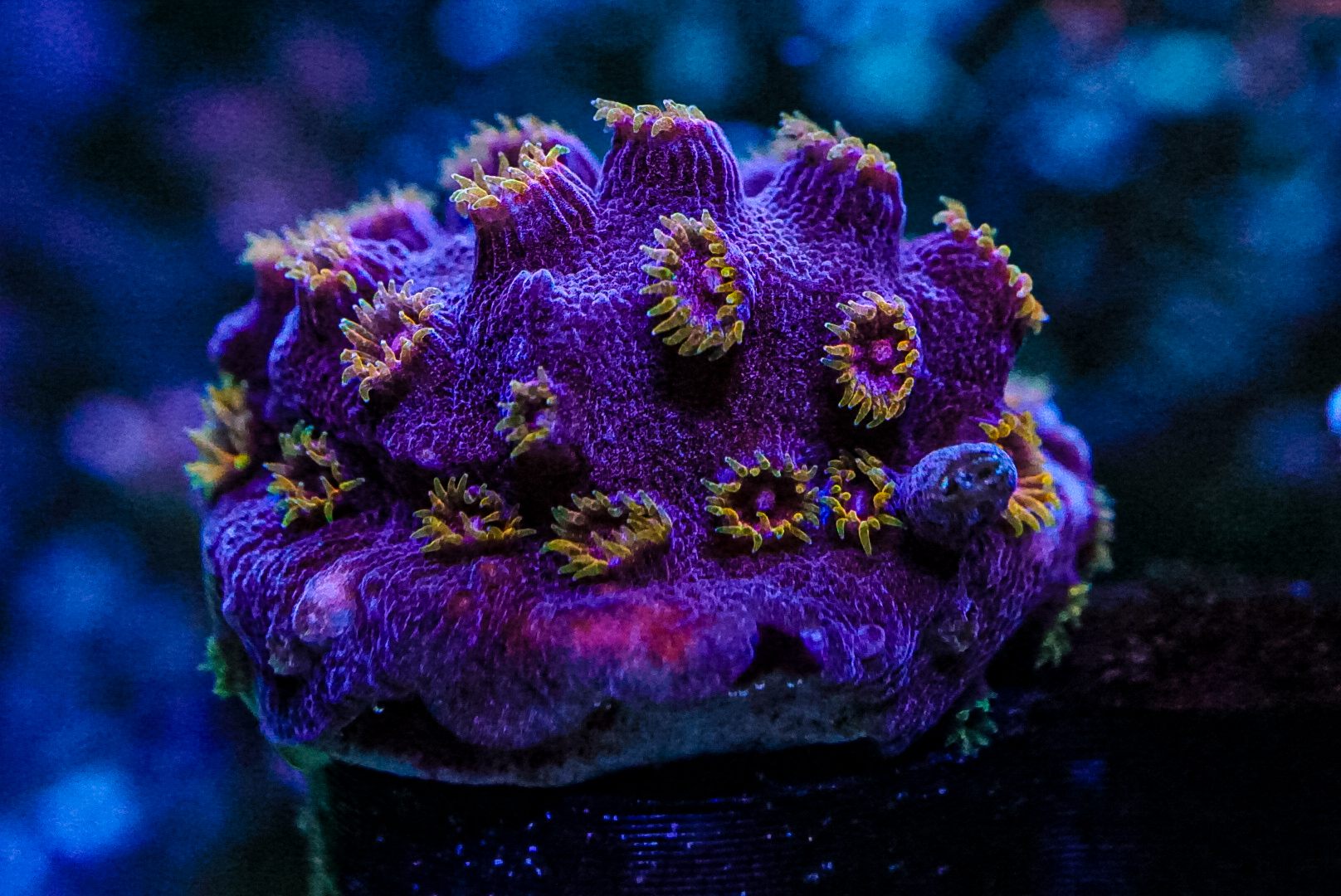 Bizarro Cyphastrea marine frags