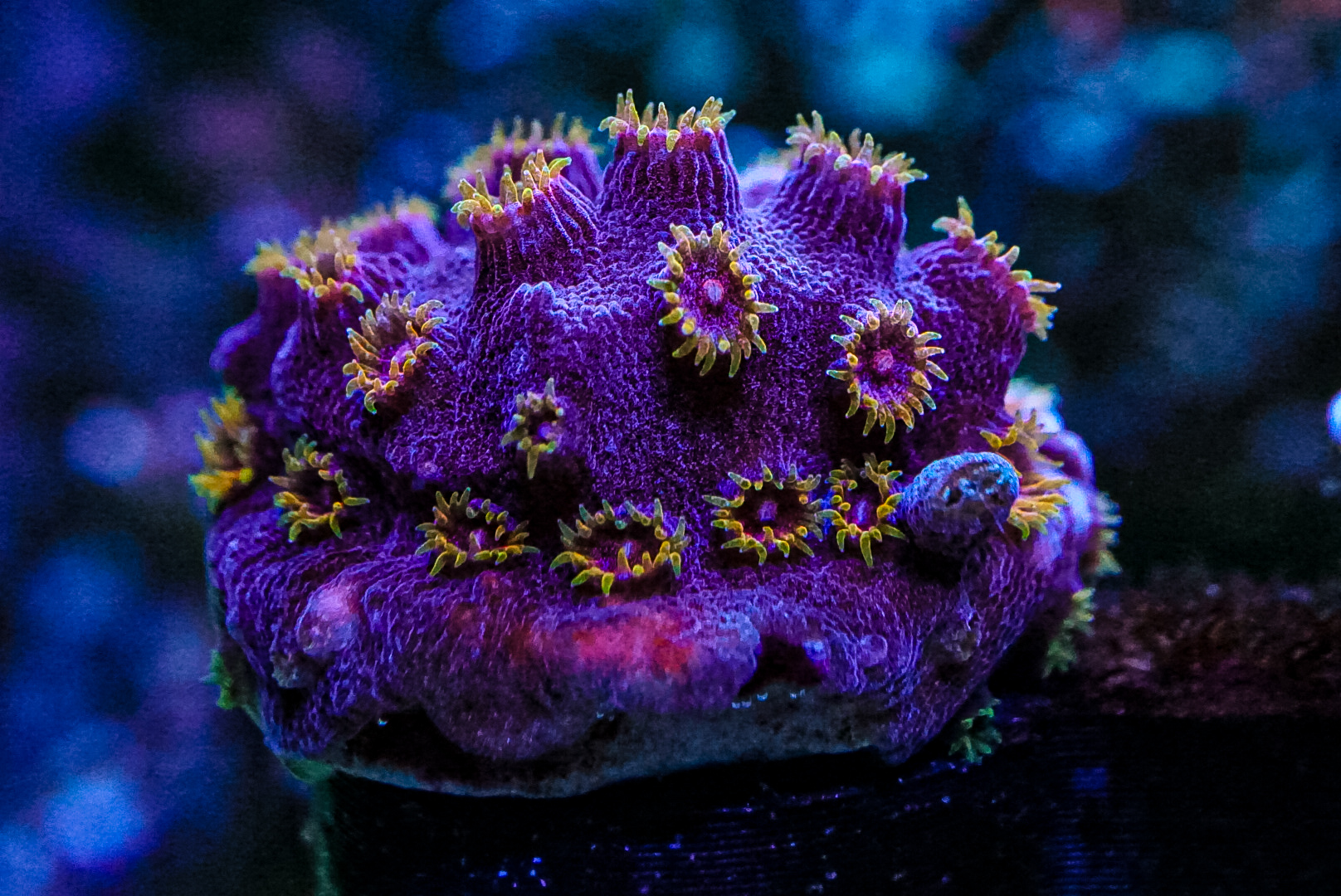 Bizarro Cyphastrea marine frags