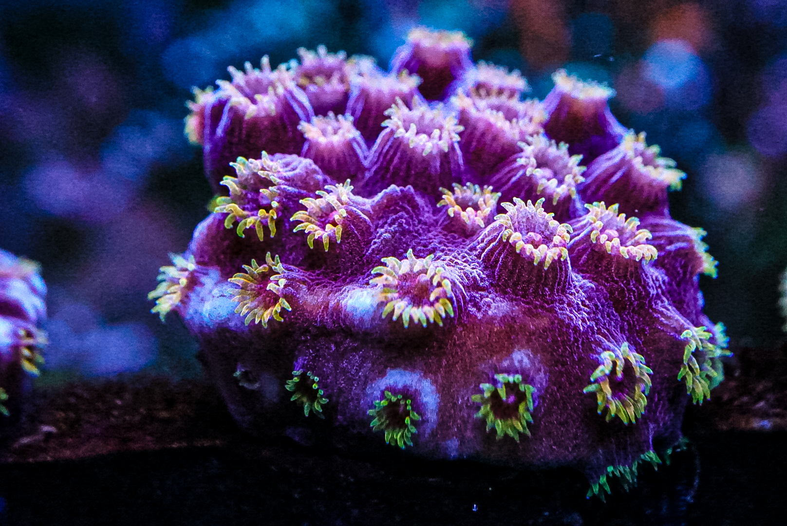 Bizarro Cyphastrea marine frags