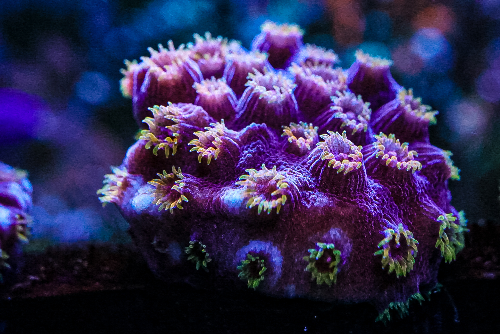 Bizarro Cyphastrea marine frags