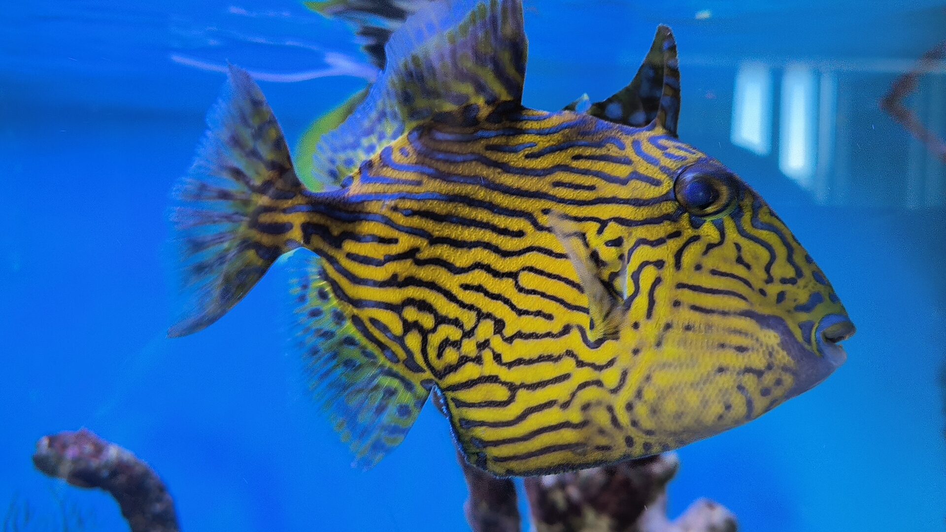 XL Purple & Yellow Triggerfish (Pseudobalistes fuscus) or 'Blue Line Trigger'