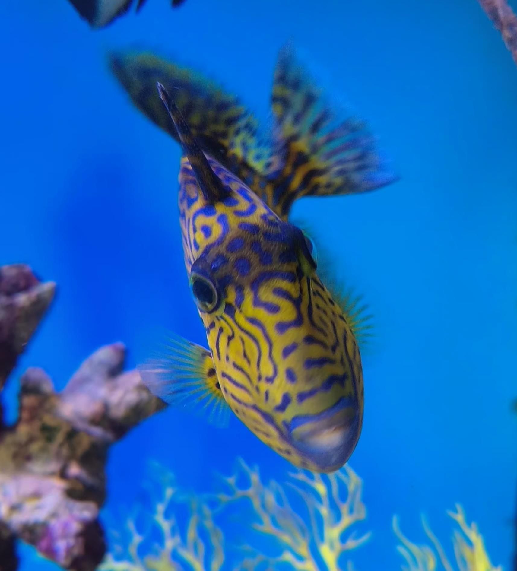 XL Purple & Yellow Triggerfish (Pseudobalistes fuscus) or 'Blue Line Trigger'