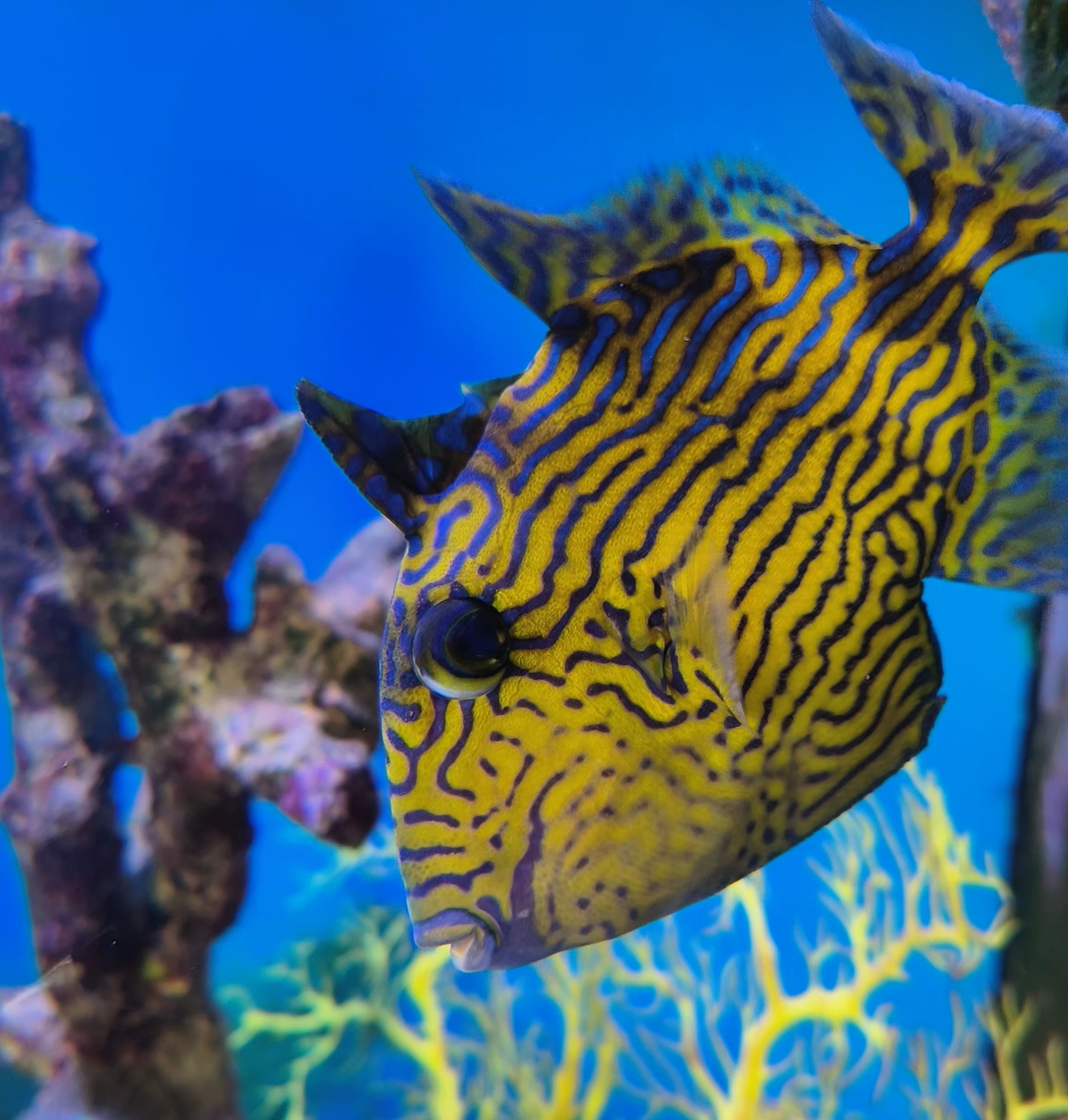 XL Purple & Yellow Triggerfish (Pseudobalistes fuscus) or 'Blue Line Trigger'