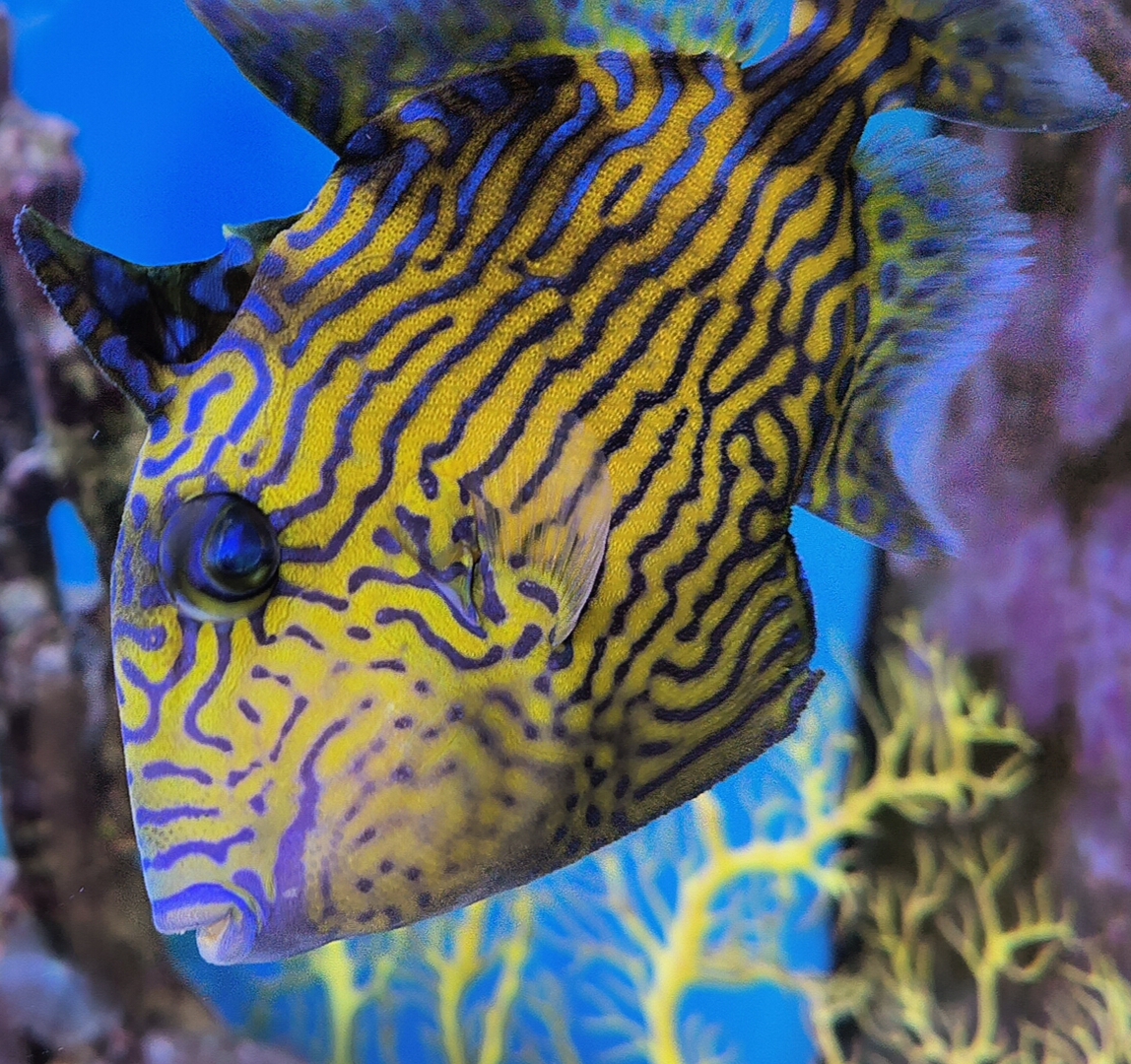 XL Purple & Yellow Triggerfish (Pseudobalistes fuscus) or 'Blue Line Trigger'