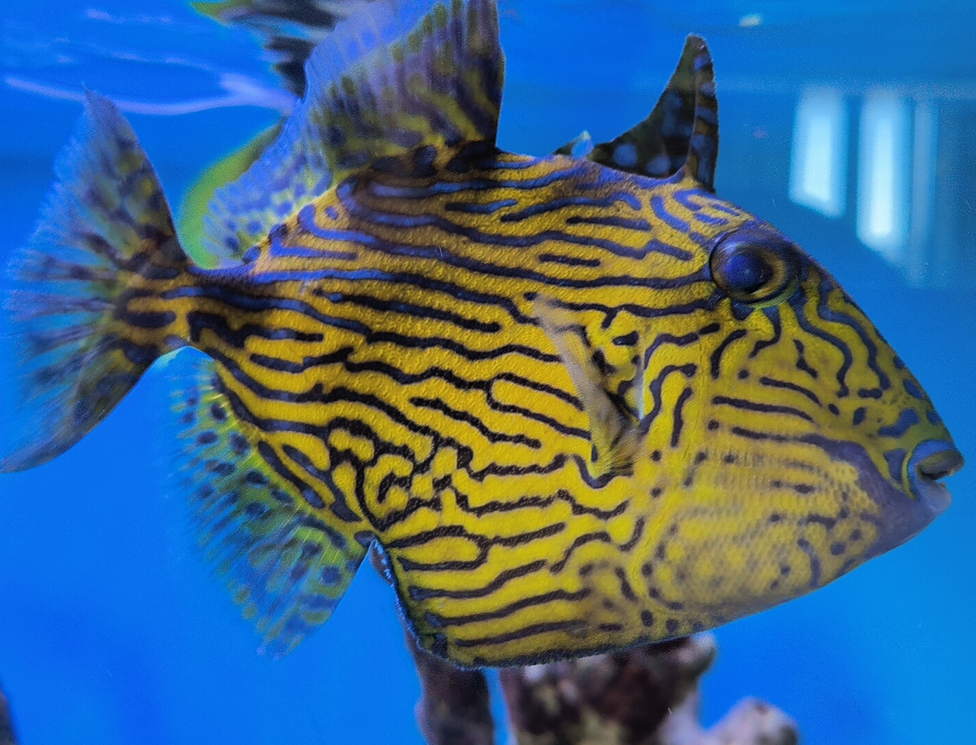XL Purple & Yellow Triggerfish (Pseudobalistes fuscus) or 'Blue Line Trigger'