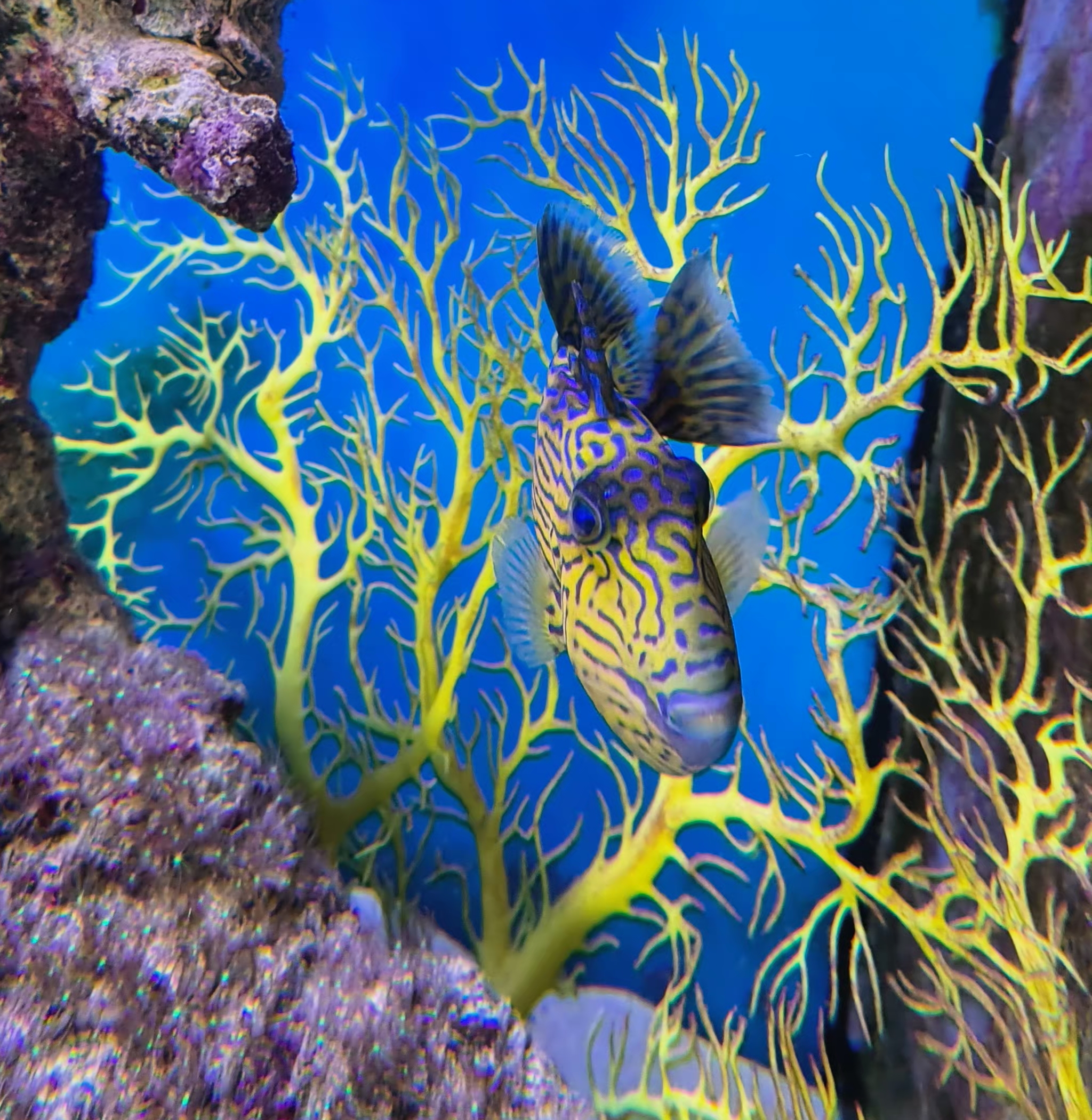 XL Purple & Yellow Triggerfish (Pseudobalistes fuscus) or 'Blue Line Trigger'