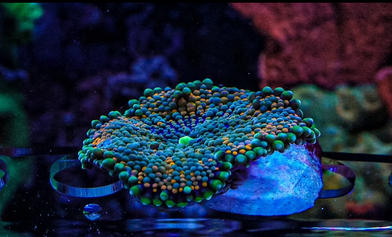 Florida Ricordea mushroom