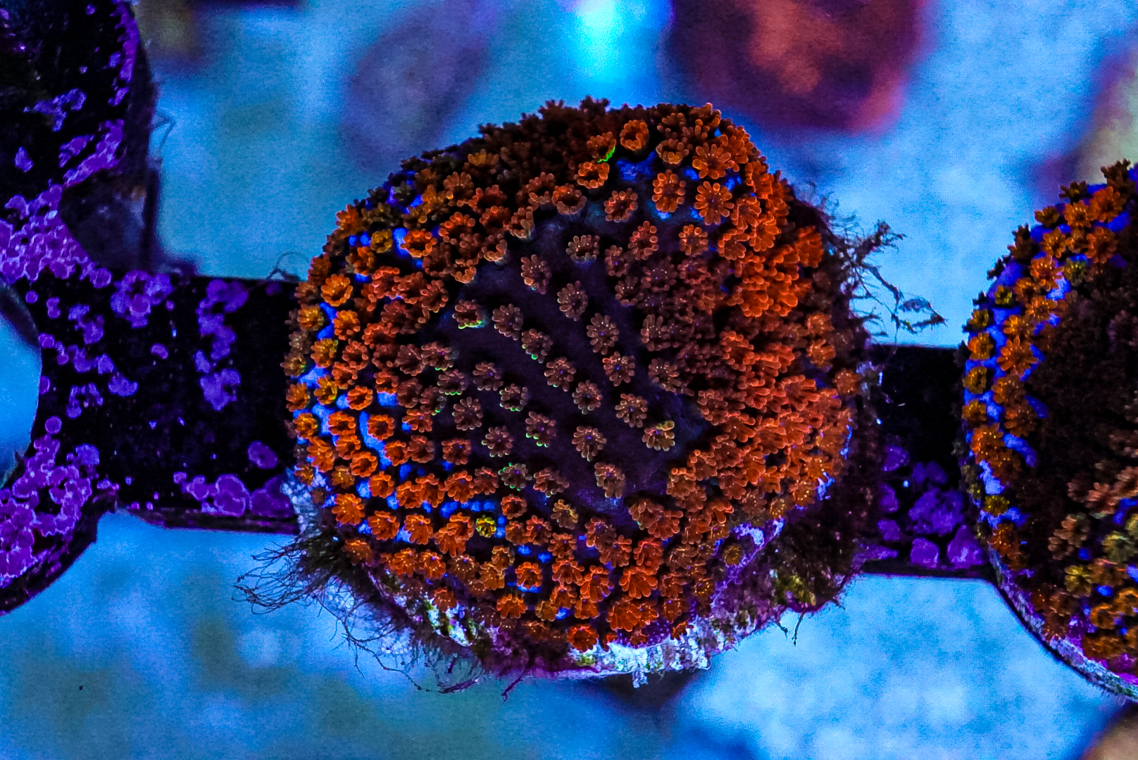 Rainbow monti coral frags