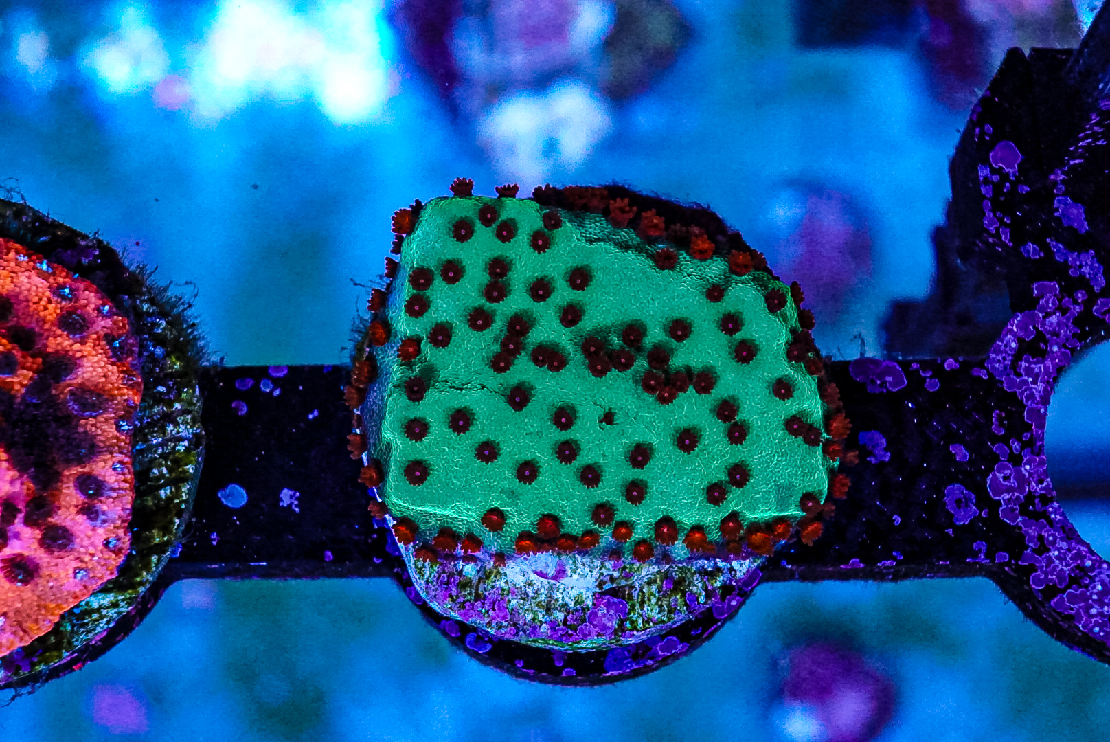 Chilli pepper coral frags