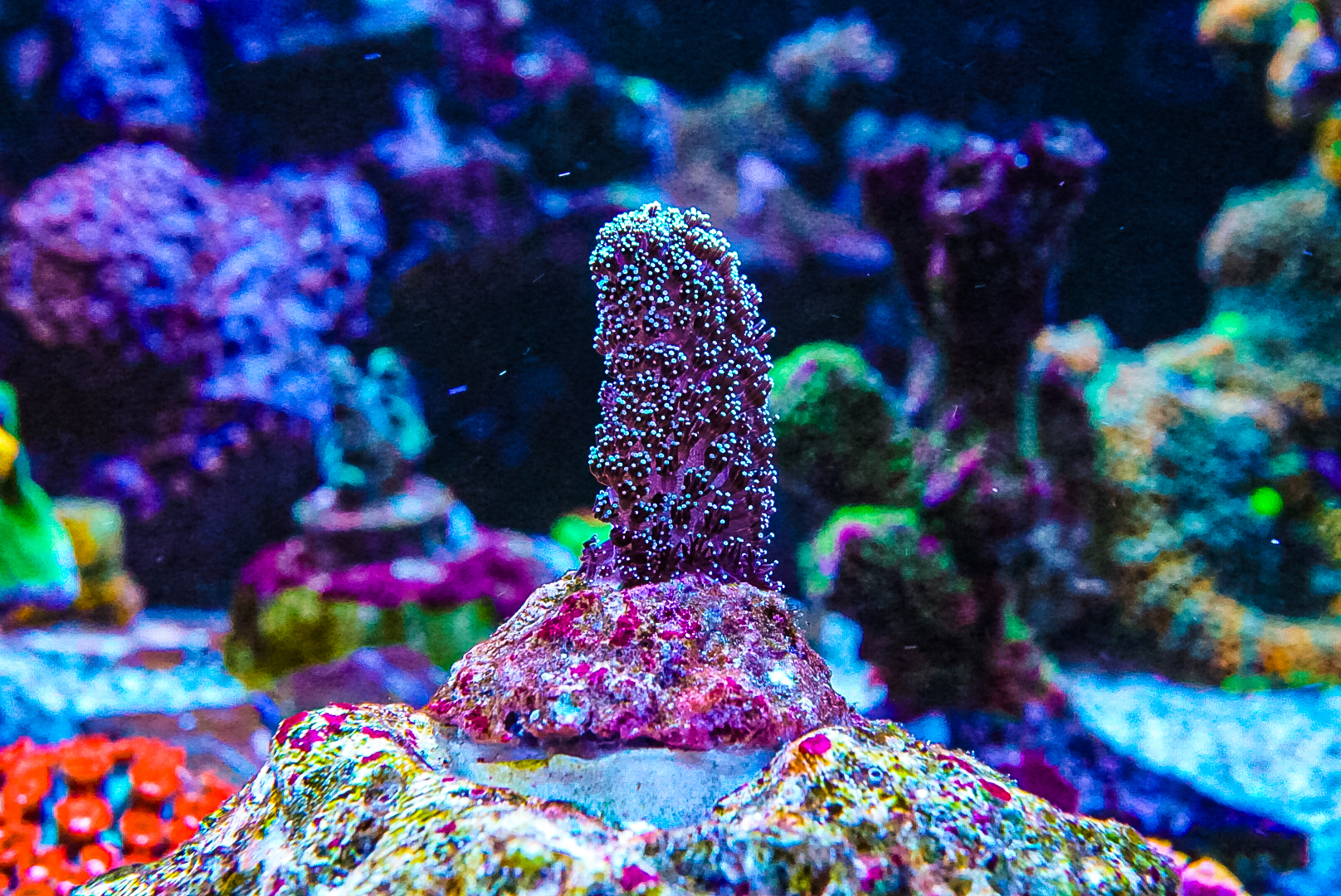 Purple Tinsel Pocillopora coral marine frag