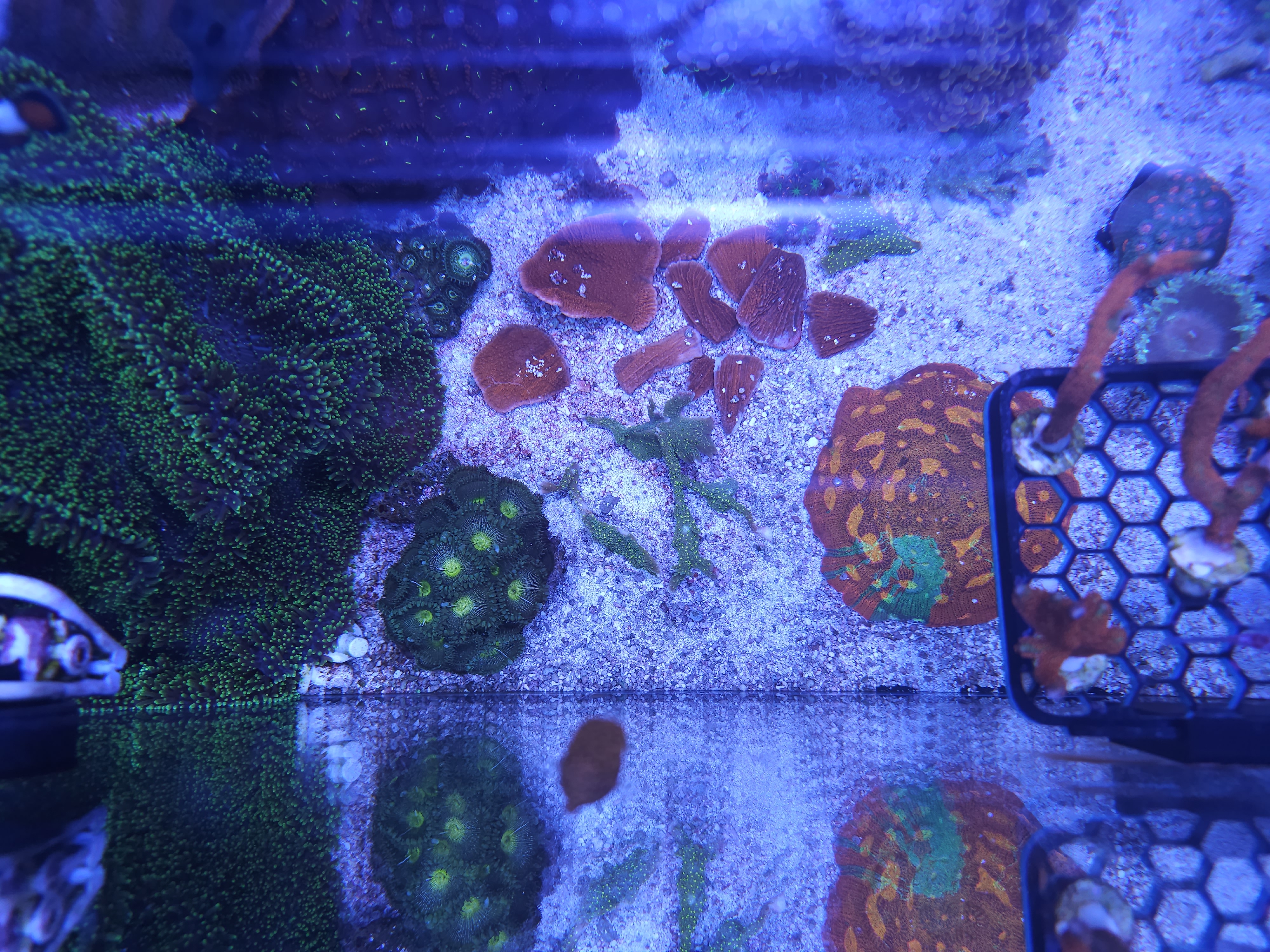 Red Plating Montipora
