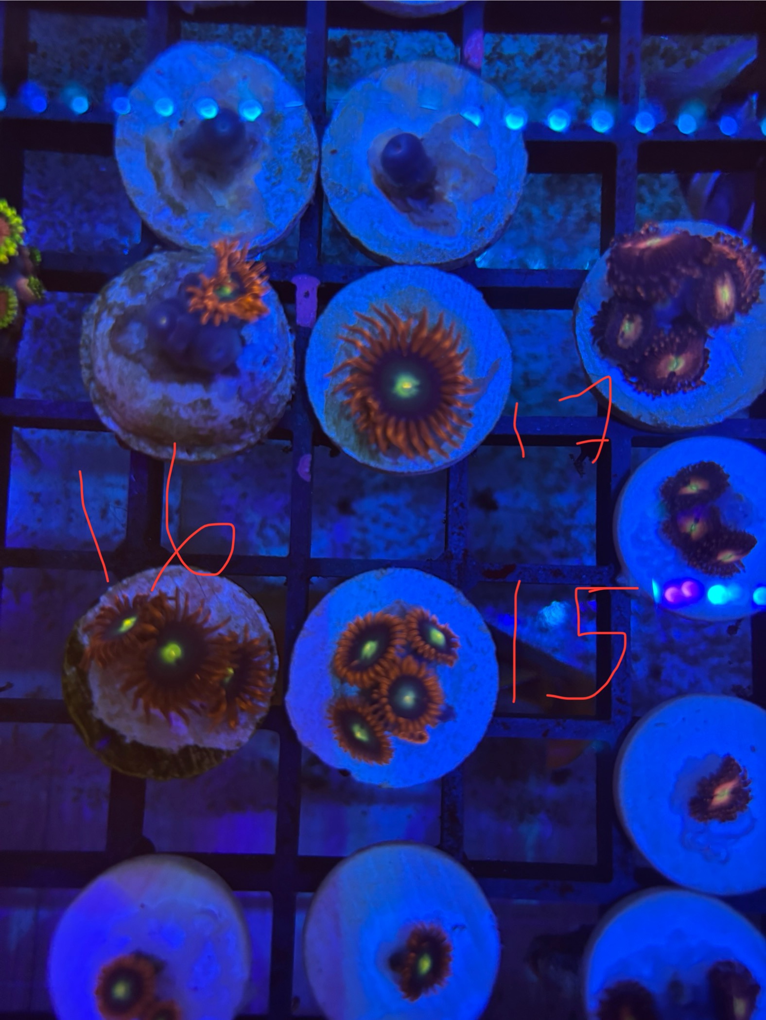 Cheap zoa frags postage or collection