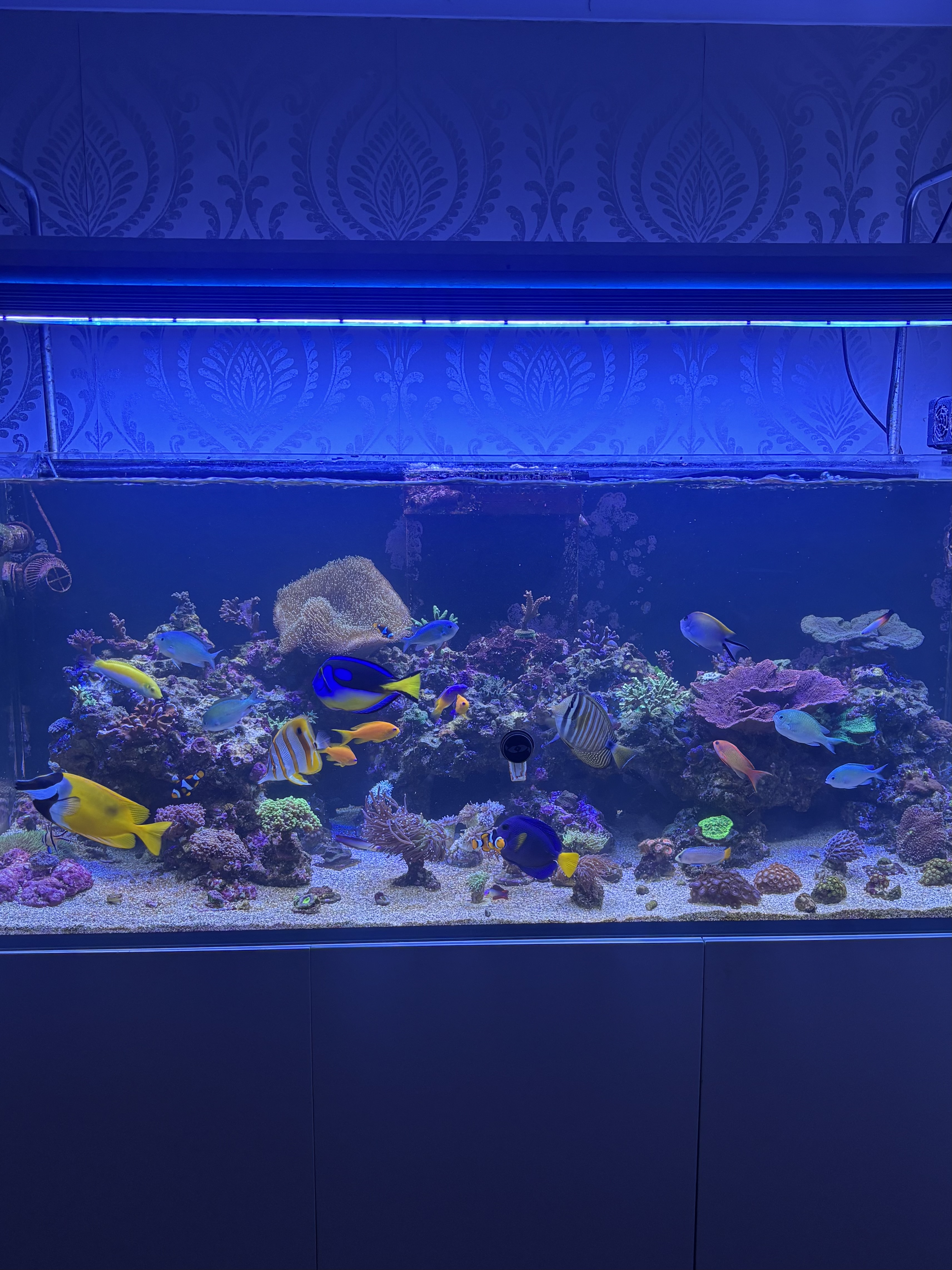 Cheap zoa frags postage or collection
