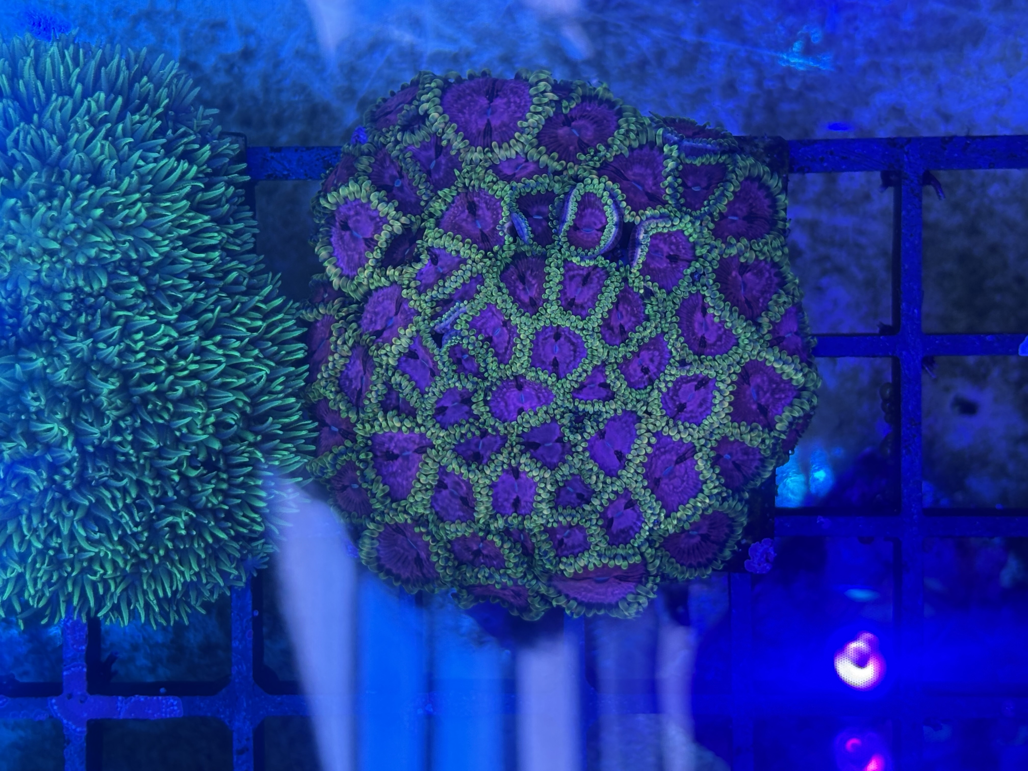 Cheap zoa frags postage or collection