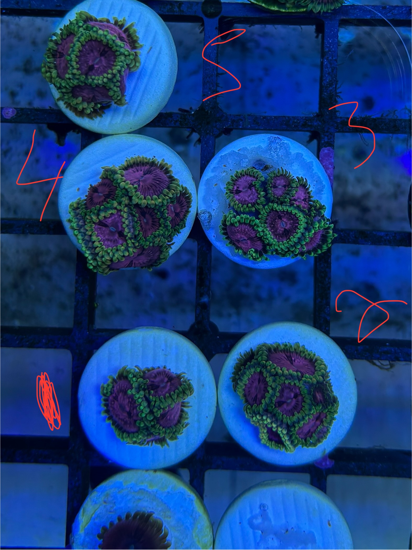 Cheap zoa frags postage or collection