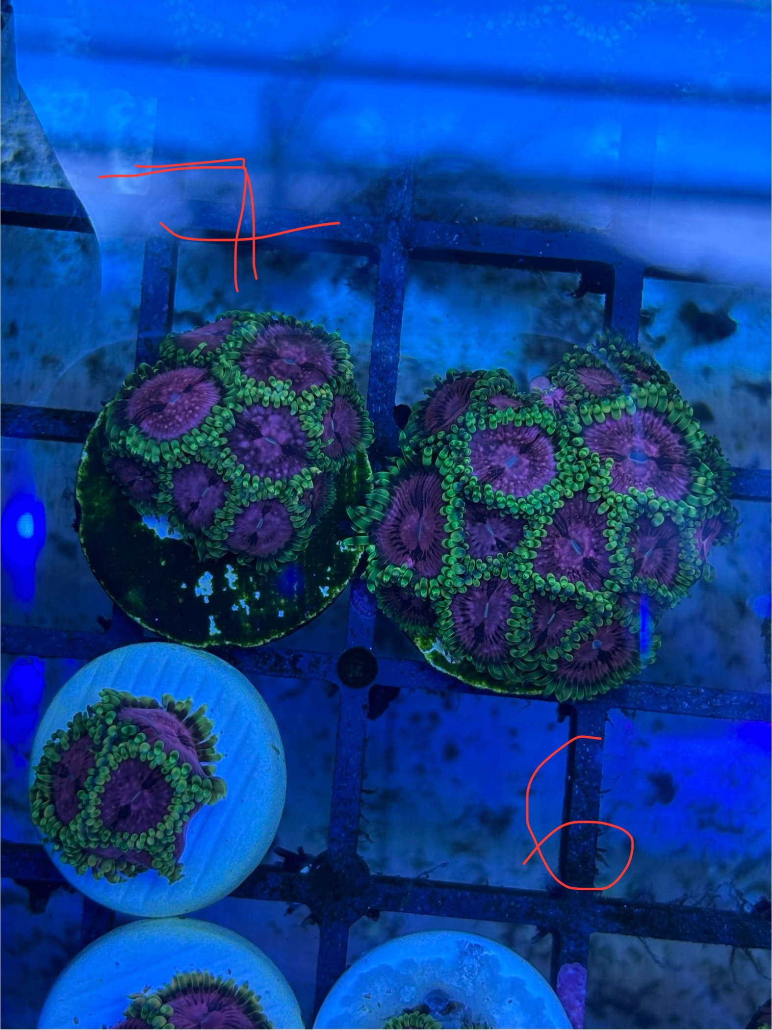 Cheap zoa frags postage or collection