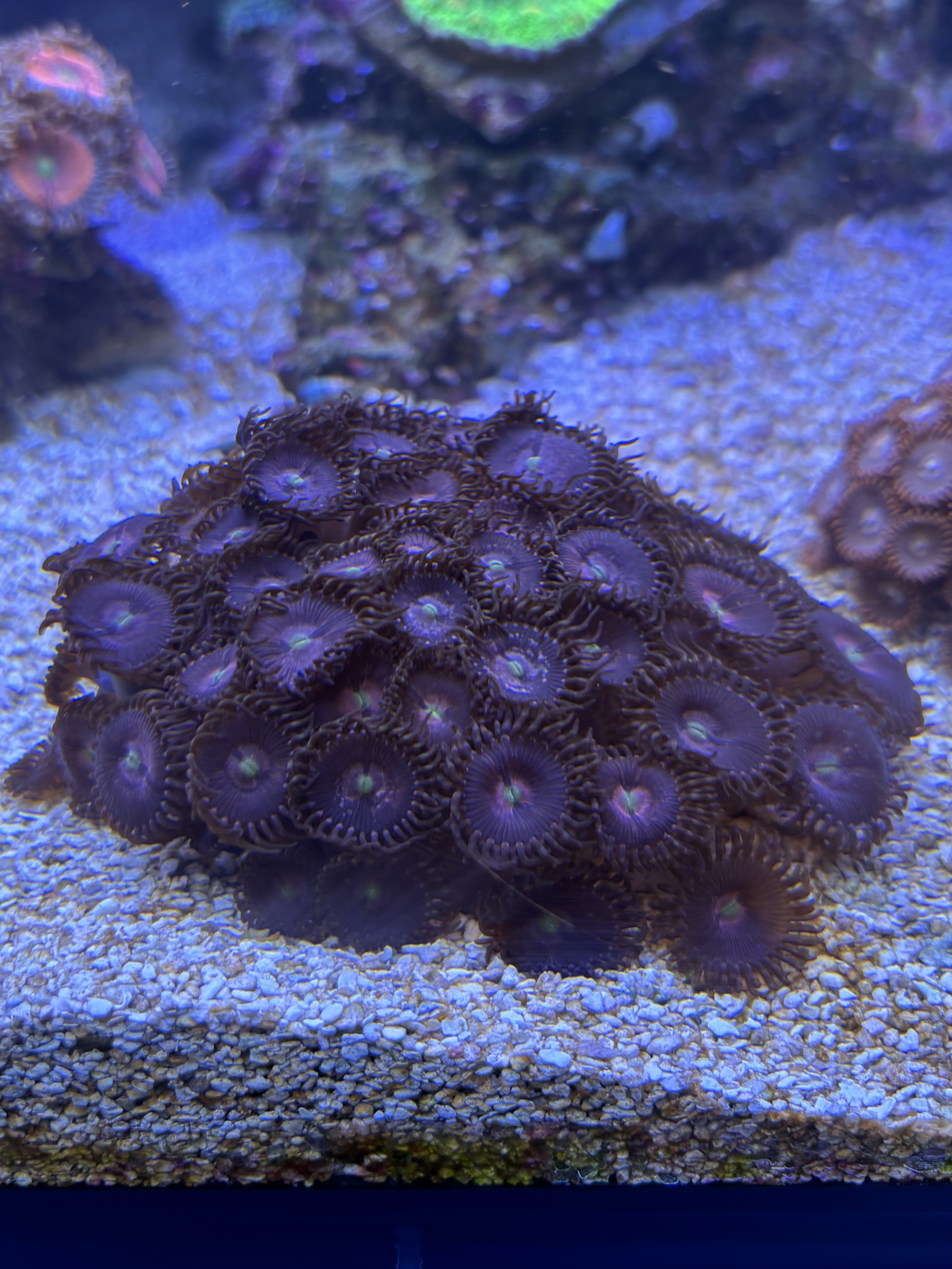 Cheap zoa frags postage or collection