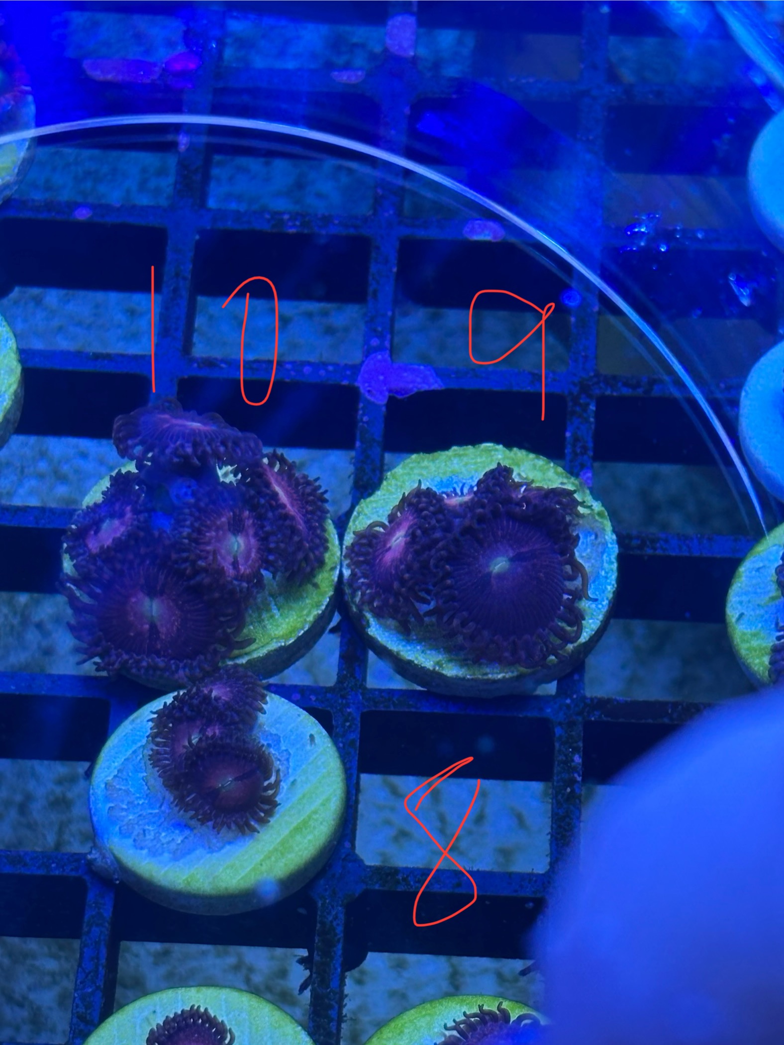 Cheap zoa frags postage or collection