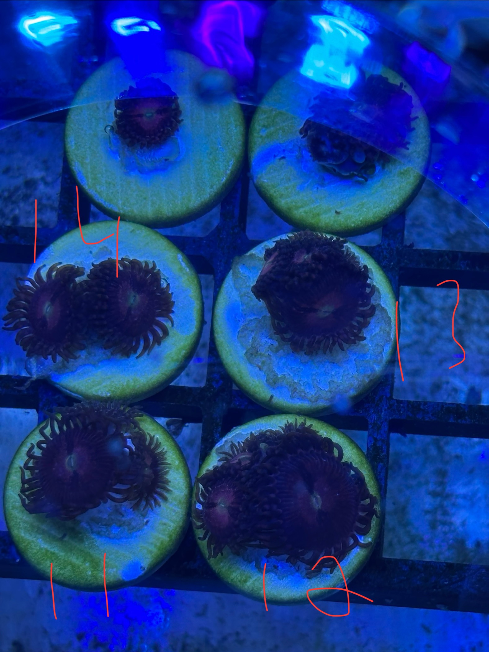 Cheap zoa frags postage or collection