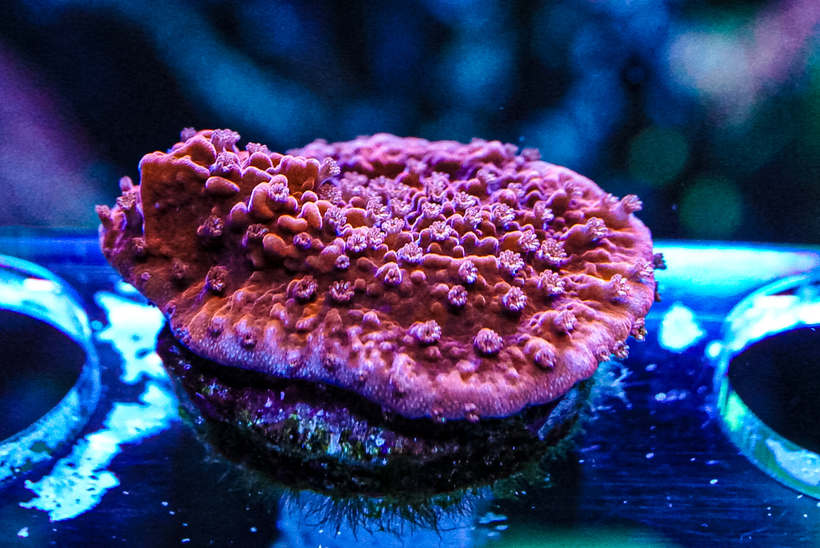 Scrolling Red Cap Monti