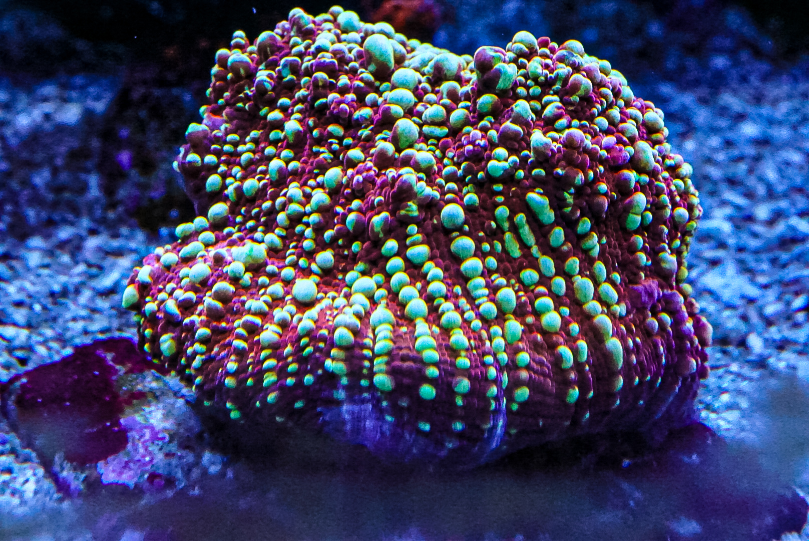 Gold meister chalice LAST ONE