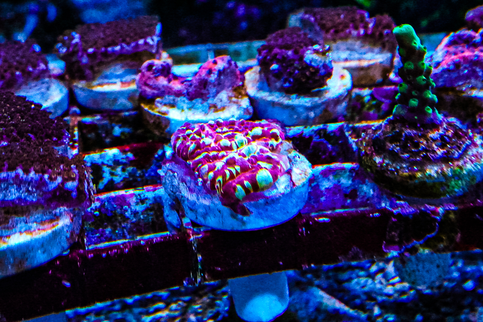 Gold meister chalice LAST ONE