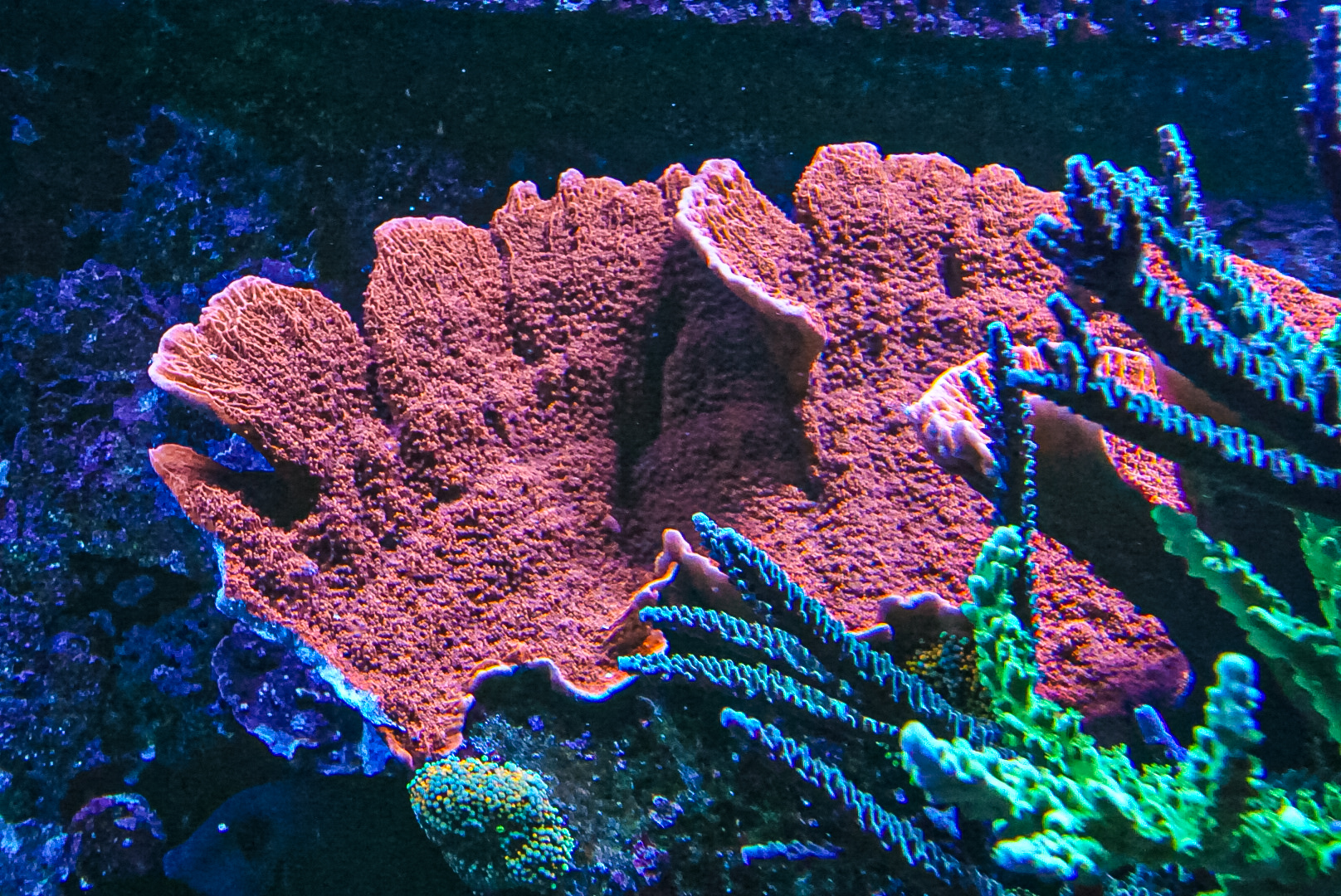 Scrolling Red Cap Monti