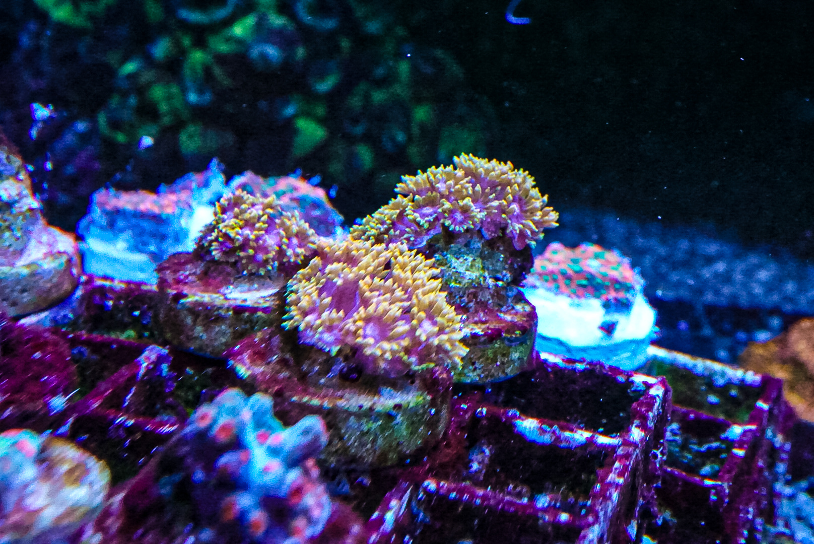 Fruit pastille Goni LAST ONE