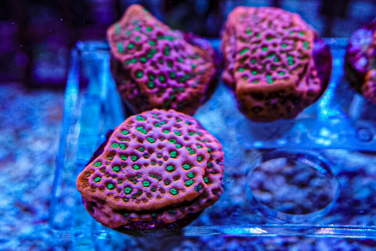 Tropic Thunder monti