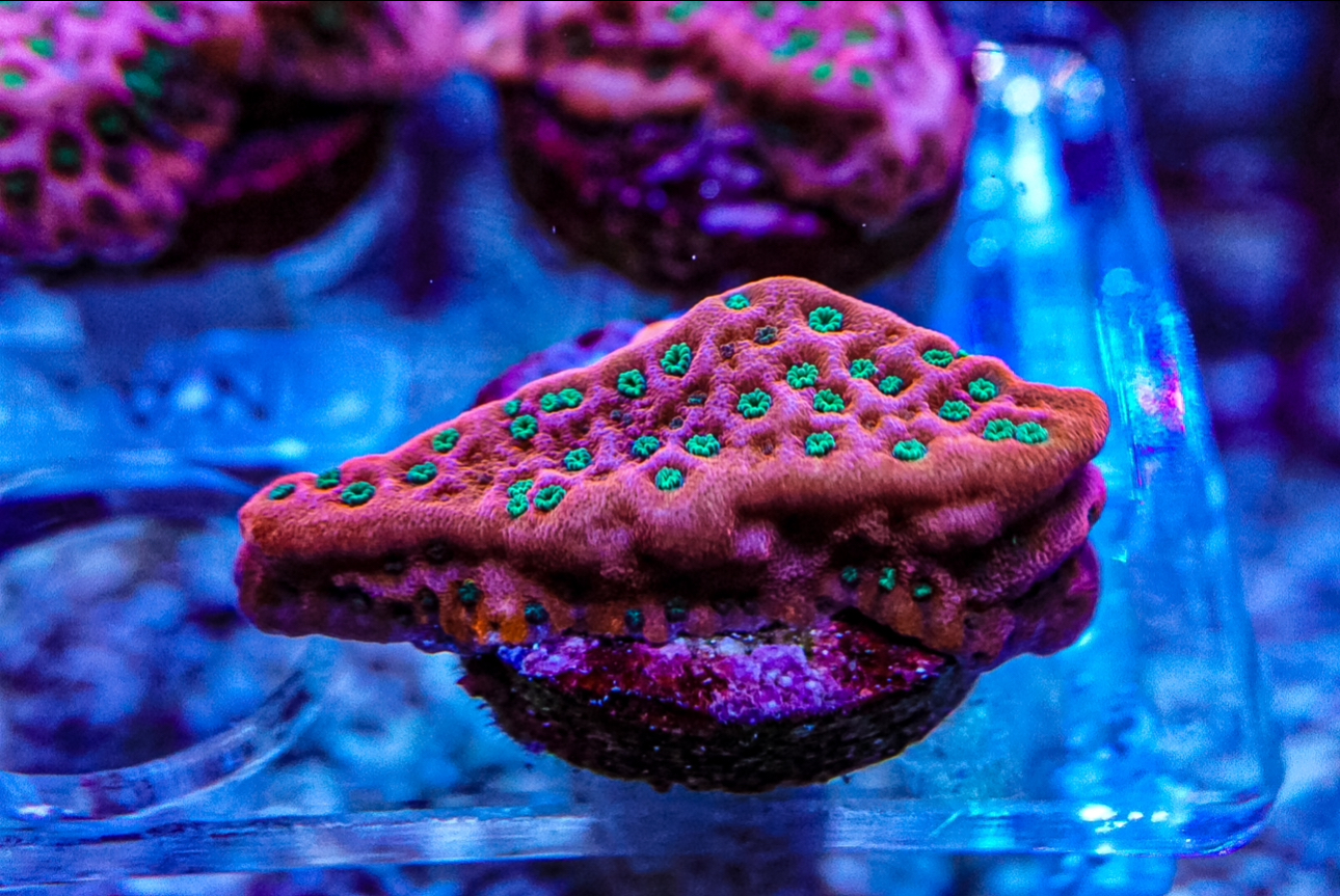 Tropic Thunder monti