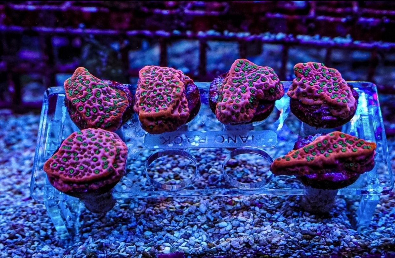 Tropic Thunder monti