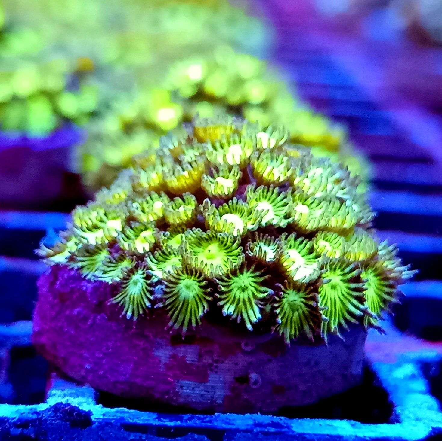 Cheap Marine corals scotland motherwell