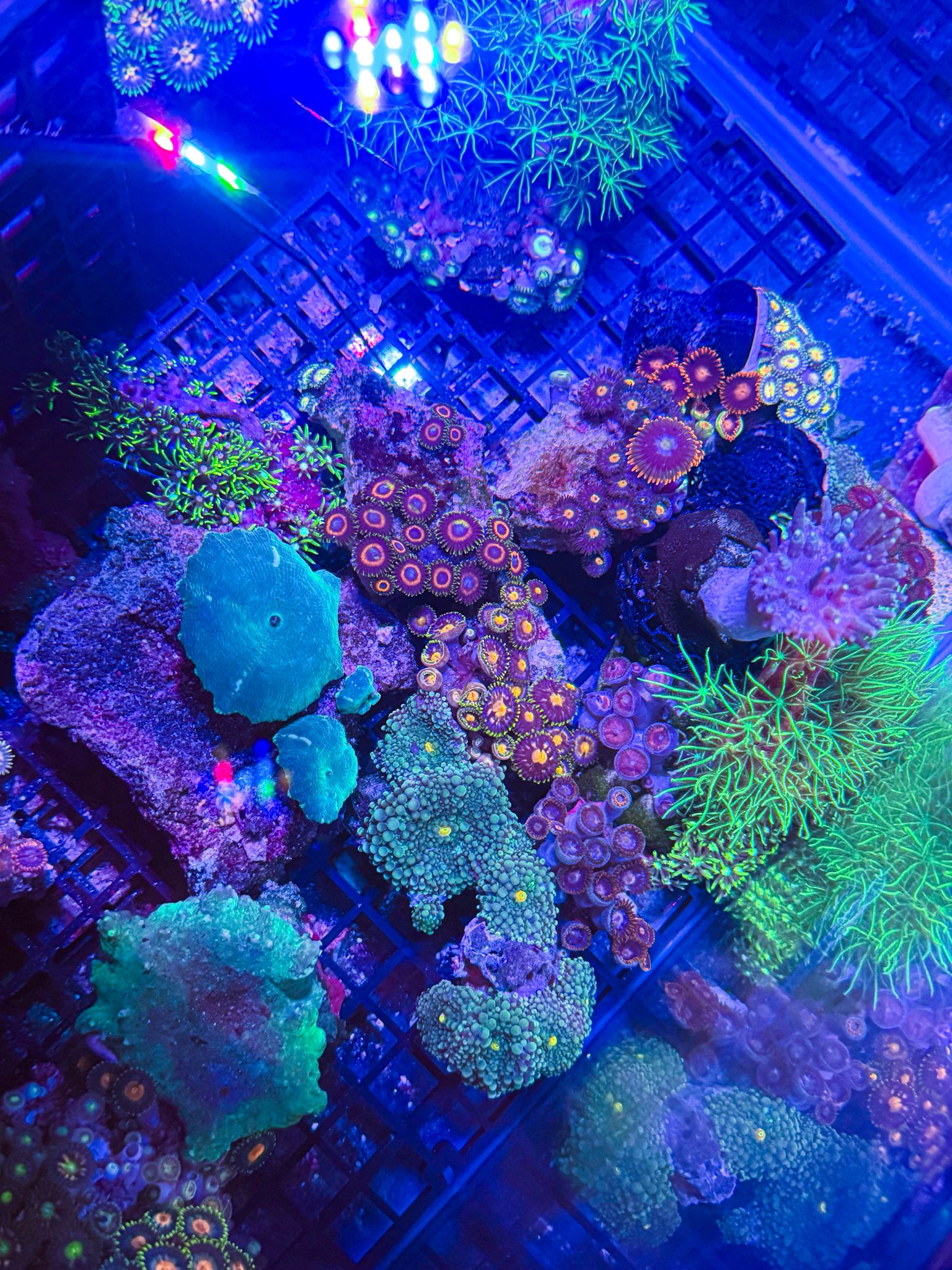 Cheap Marine corals scotland motherwell