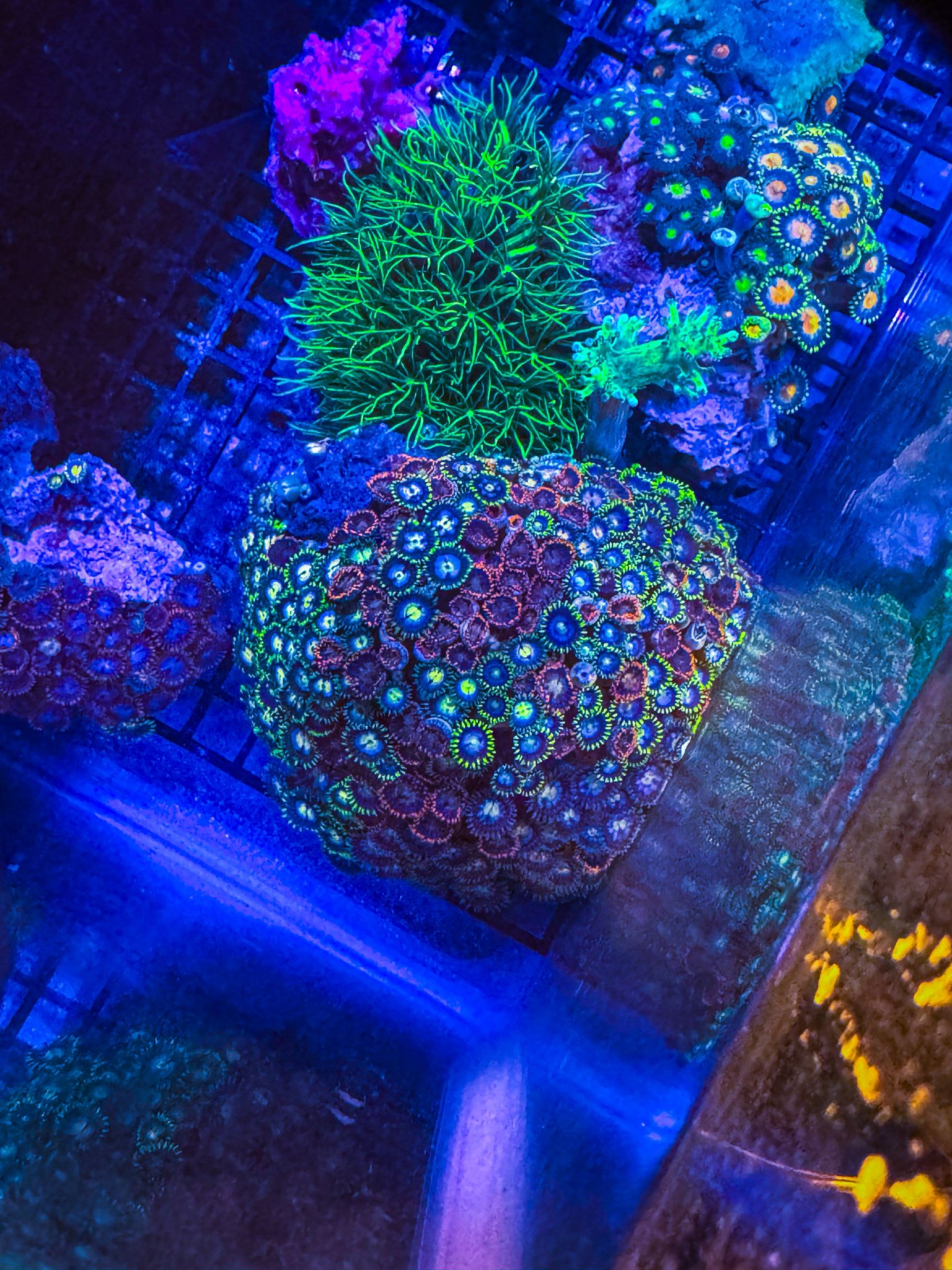 Cheap Marine corals scotland motherwell