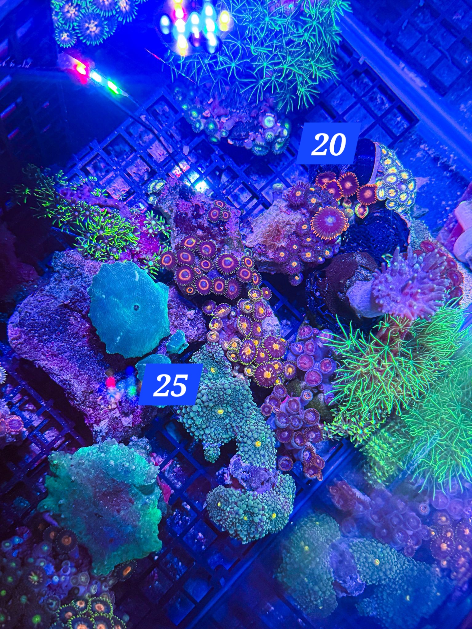 Cheap Marine corals scotland motherwell