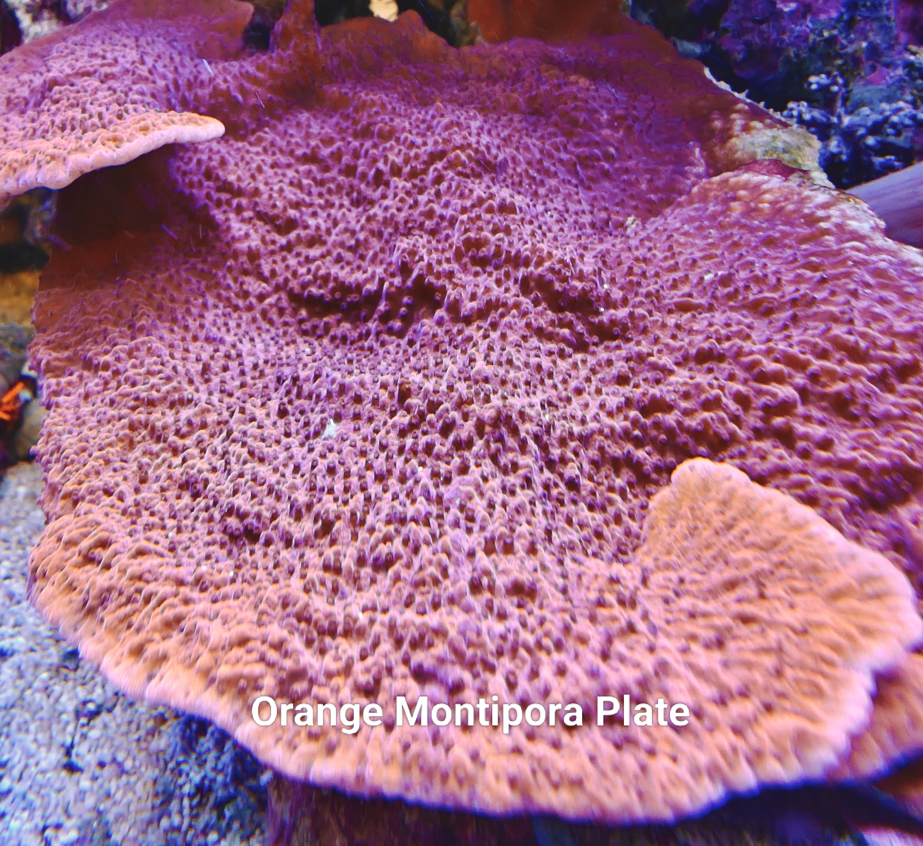 Montipora Plate Frag