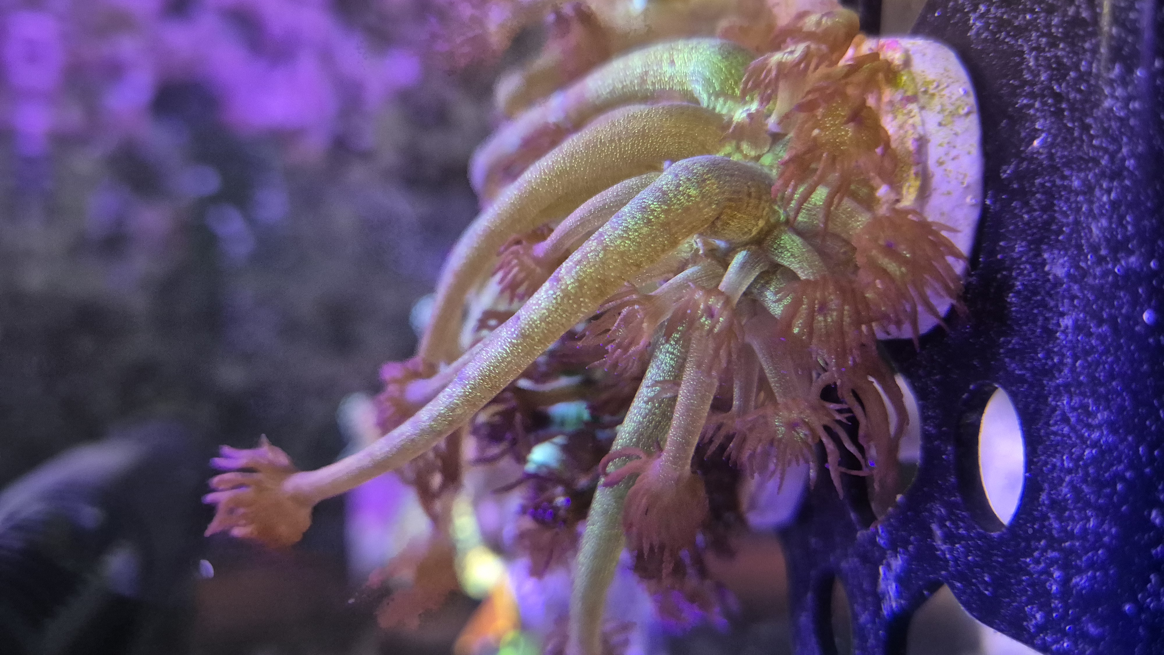 Glitter Bomb Goniopora LPS