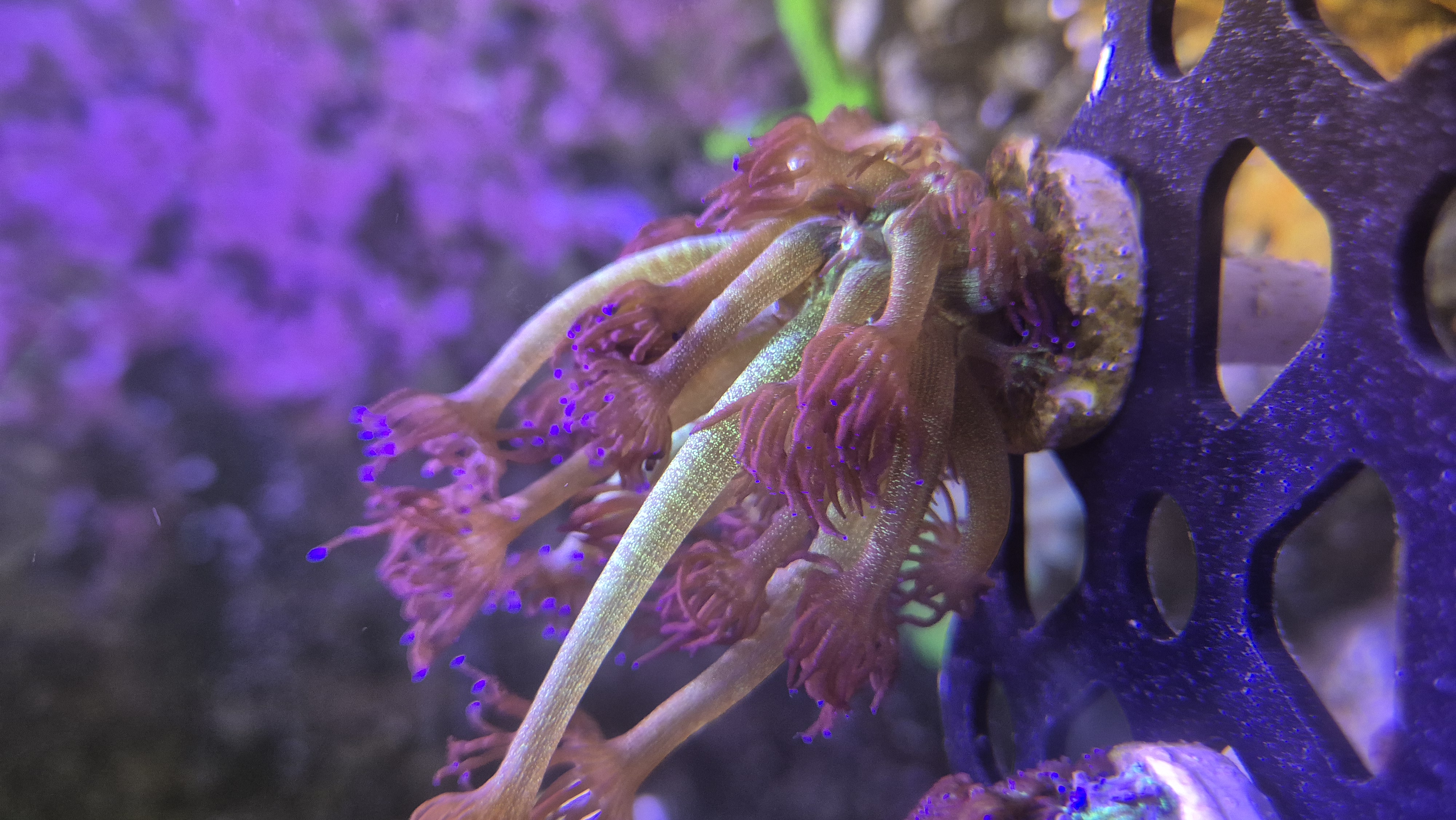 Glitter Bomb Goniopora LPS