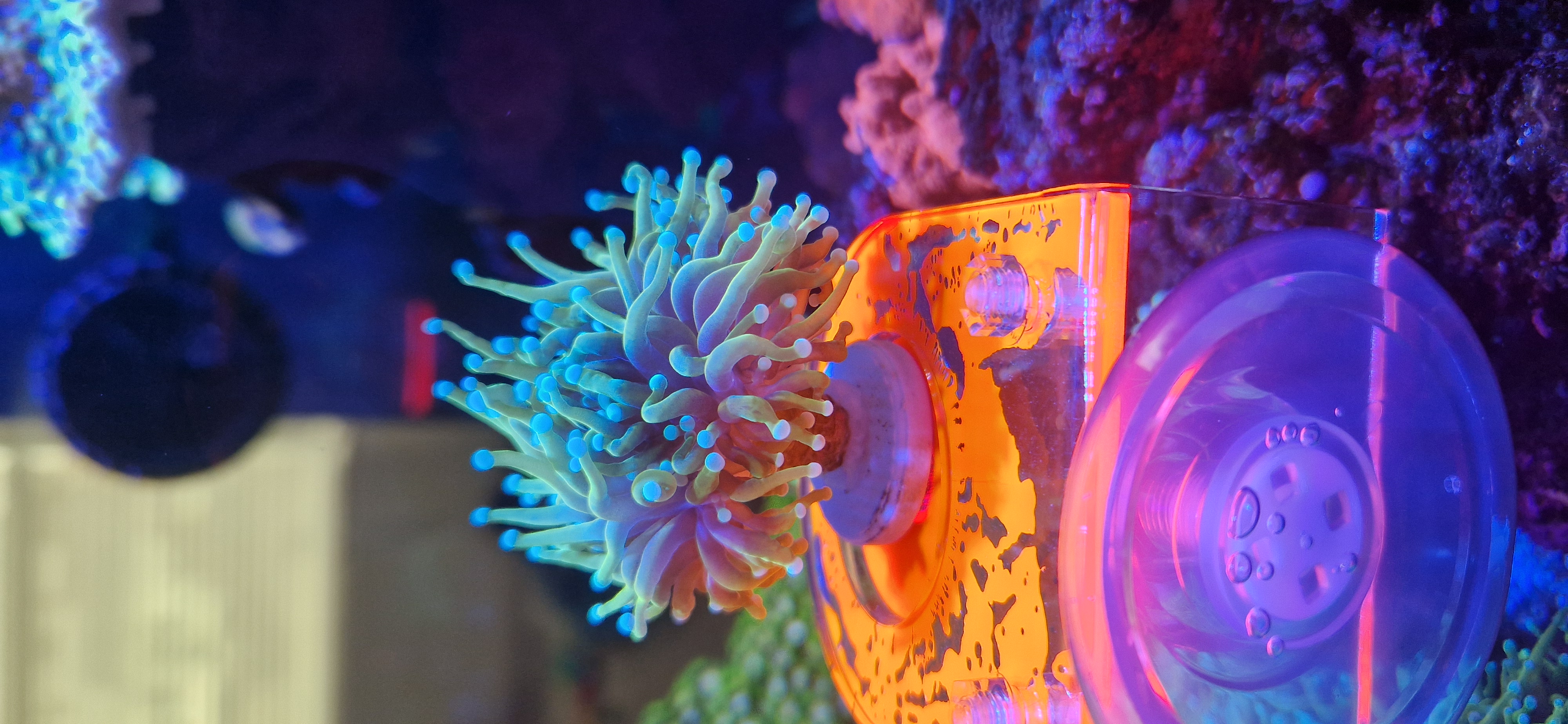 Dragon soul torch single head