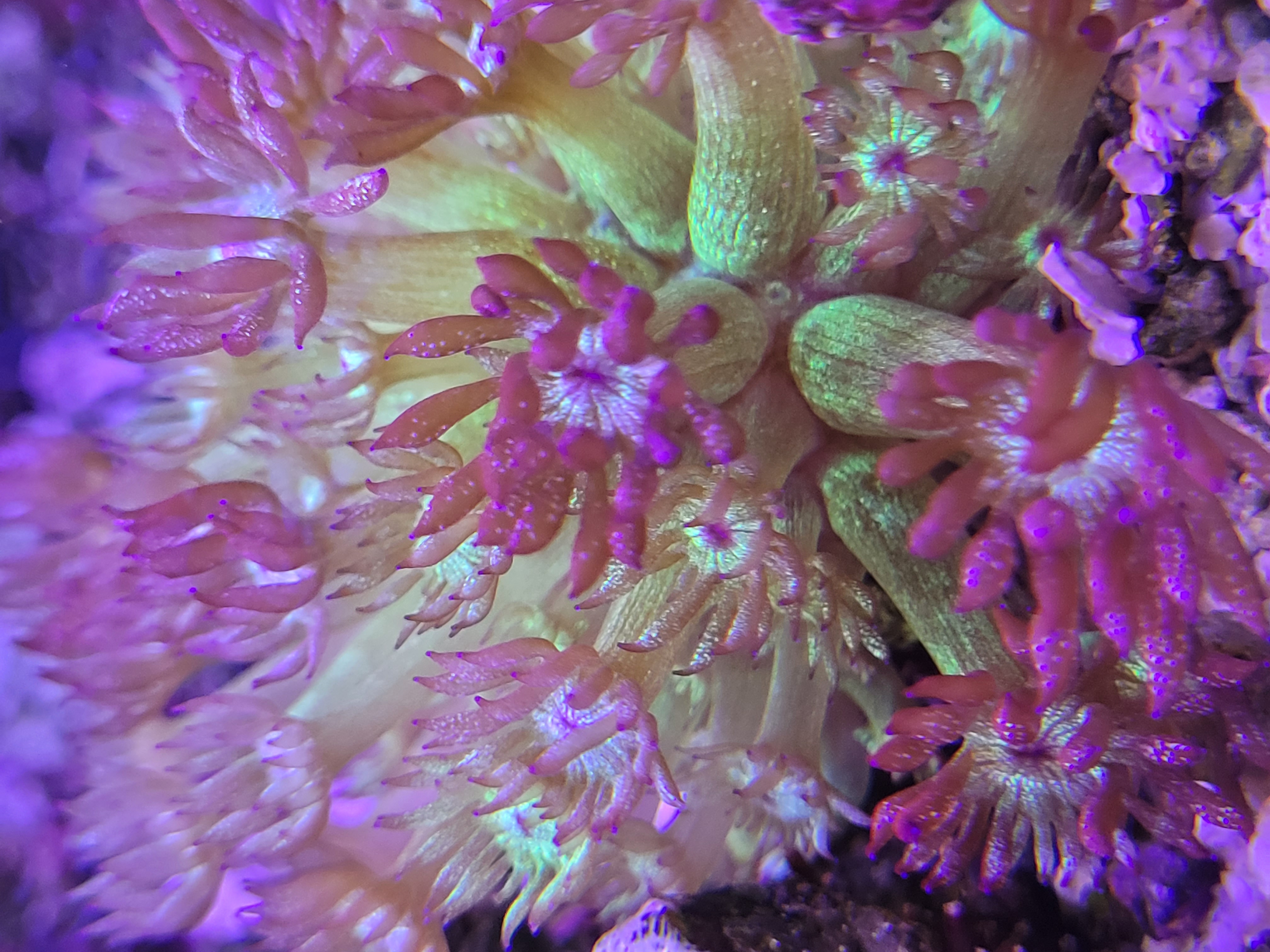 Glitter Bomb Goniopora LPS