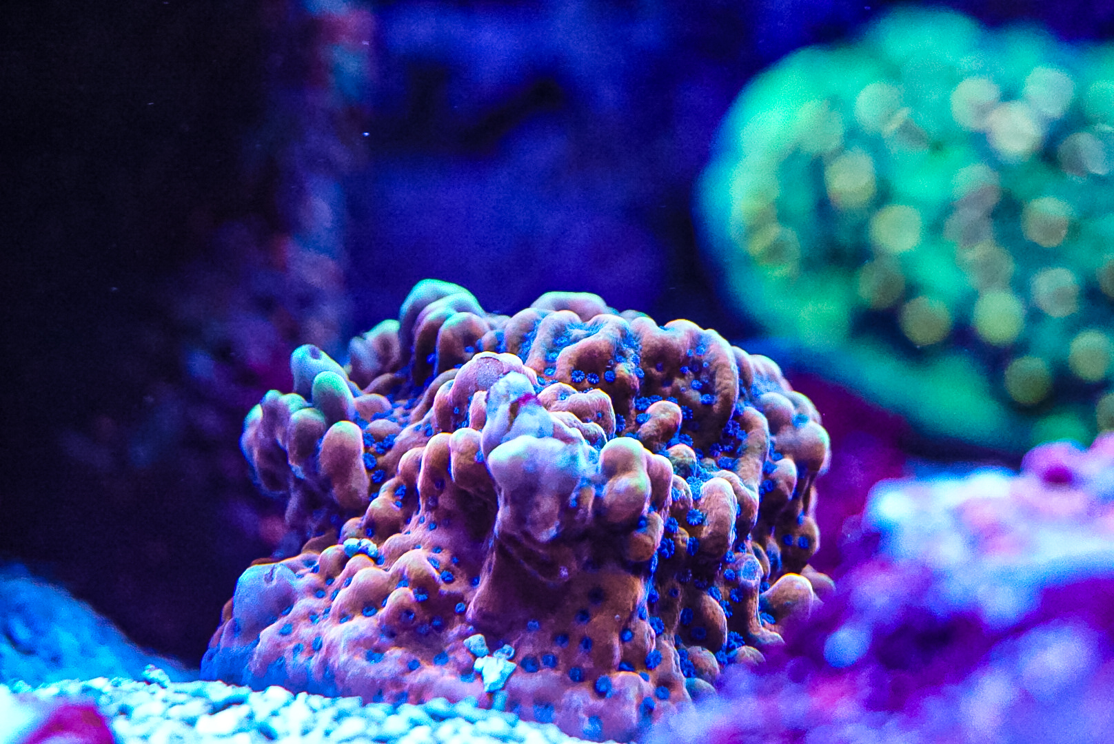 Crazy T Montipora palawanensis sps marine frag coral