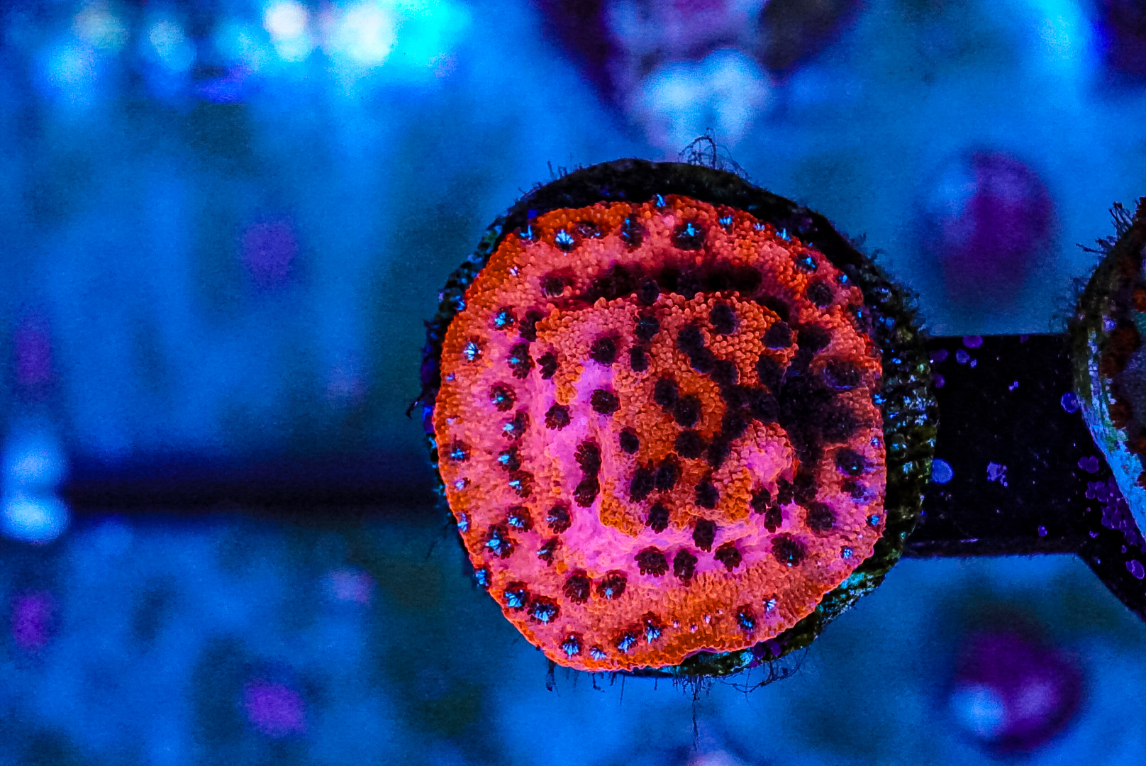 Mystic sunset coral marine frag