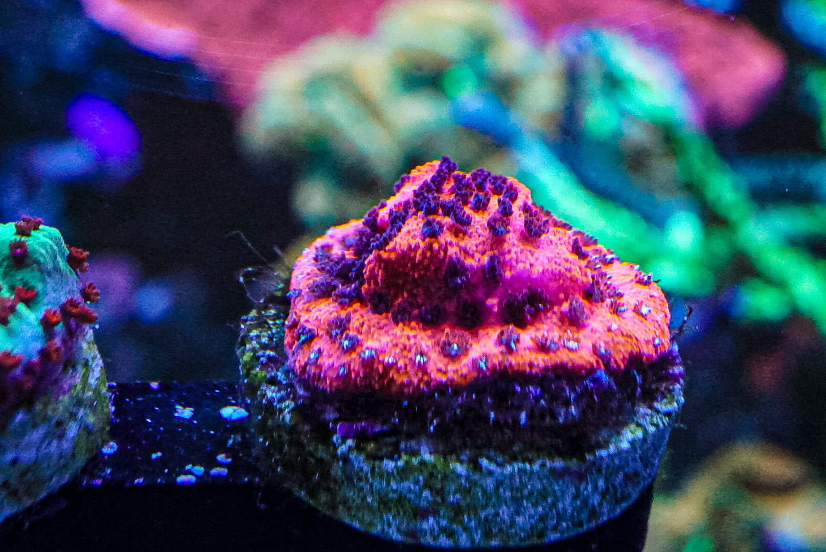 Mystic sunset coral marine frag