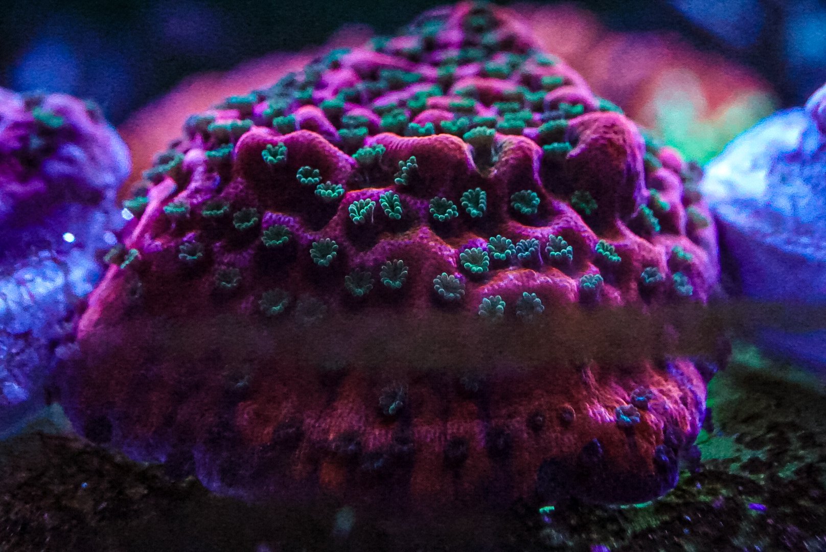 Tropic Thunder Monti coral marine frag